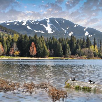 A spring view of Lost Lake, Whistler, in the foreground with two resident birds, human sunbathers in the mid ground while skiers enjoy the last of the winter snow of Blackcombe Mountain in the backgro ...