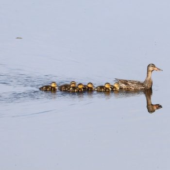 It's always a joy to see new families at the lake. We had a lovely family of ducklings that were very photogenic. They visit regularly as a family to munch in our bay until they grow up and go on thei ...