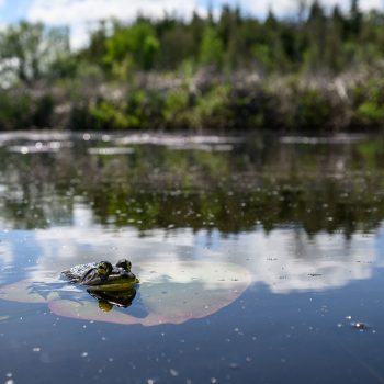 While kayaking on Lake Scugog I came across a frog sitting on a lily pad in the bay. I thought it was an interesting perspective to include the bay also, like the frog was the owner of it.