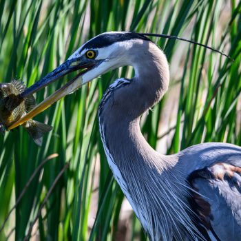 Early morning breakfast for this Great Blue Heron. I was able to watch the entire sequence and see it swallow the fish whole too.