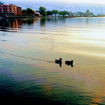 Ducks swimming at Rotary Beach.