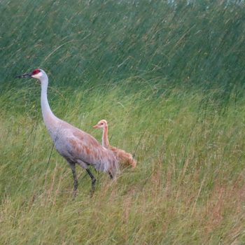 Sandhill crane adult and chick in Sky Lake, Red Bay, Ontario.