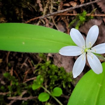 Clintonia Uniflora, nestled in the shady forest of Shuswap Lake Marine Provincial Park - Albas Falls Site.