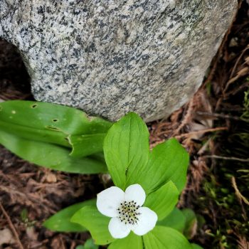 Bunchberry, in flower, on the forest floor, of Shuswap Marine Provincial Park - Albas Falls Site.