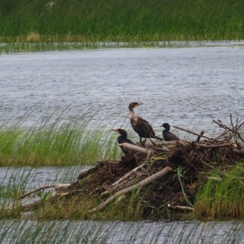 Cormorant family nesting on Sky Lake, Ontario