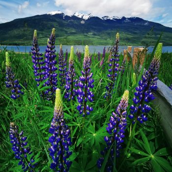 Lupines with Arrow Lake and Saddle Mountain in the background.