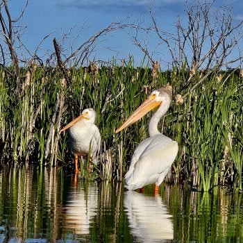 Bringing up the offspring... Pelican parent and a young one.