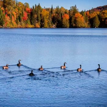 On ne sait jamais qui on va rencontrer sur la plage de notre Lac. Ce jour-là, ce fut des outardes qui nageaient avant de reprendre leur grand voyage vers le sud.