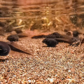 Tadpoles.