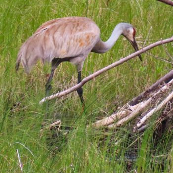 A member of a small family of sandhill cranes nesting just offshore in the marshy area of Sky Lake.