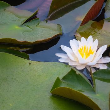 White water lily flower.