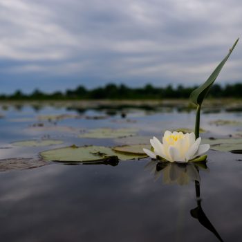 While paddling on Lake Scugog it is important to stop once in a while and appreciate the simple beauty of the water lilies.