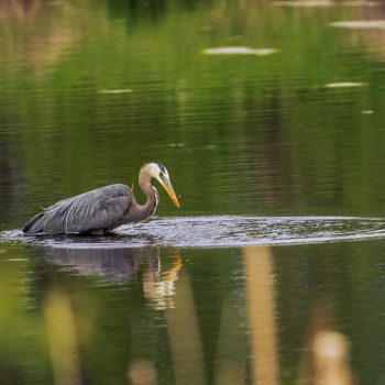 Great Blue Heron after holding a small fish in its beak.