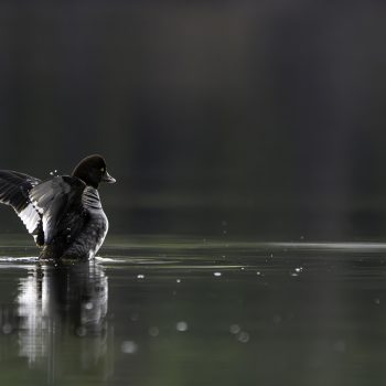 Goldeneye duck floating on the still waters of Cameron lake in Waterton National Park in Alberta.