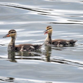 These two baby Mallards had 