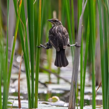 The RedWing Blackbirds are very protective of their nests. Both male and female are very vocal when you approach on the kayak. This female was keeping a close eye on me.