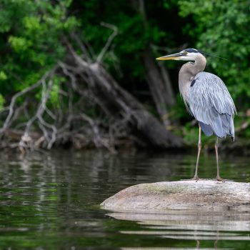 We have a heron that lives in our bay, lucky for me it is very used to seeing me on my kayak so I am able to catch it in many poses. I have named it Sid!