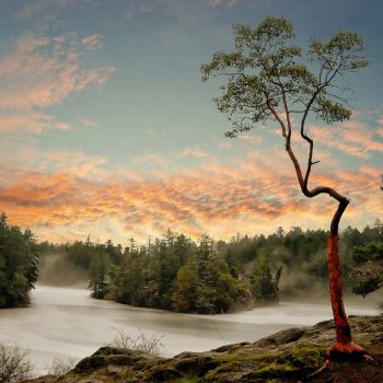 On Vancouver Island it is unusual for lakes to freeze over. Thetis Lake on the west coast had a very thin layer of ice for just a few days, showing a totally different character and dimension to its t ...