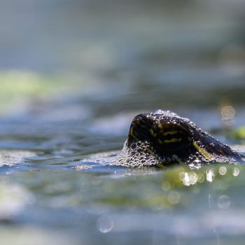 Little turtle staying cool in the lake but peaking through just to let you know it is still watching you.