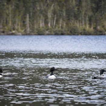 Trois plongeons huards sur un petit lac de la zec des Martres à la fin de l'été.