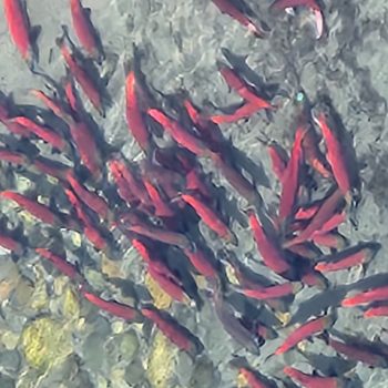 Spawning Kokanee on the Lower Arrow Lake at Burton, B.C.