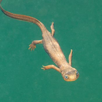 Rough Skin newt portrait.
I took this picture with breathhold as my second visit to this lake.
This smaller newt was curious about its reflection in the camera dome port. The first summer I tried to ...