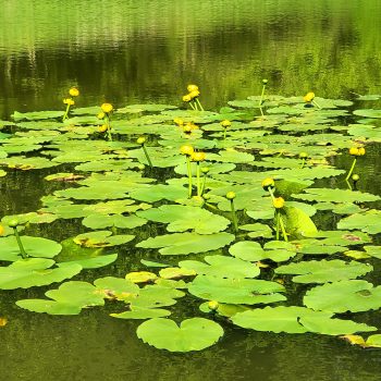 Water lilies.