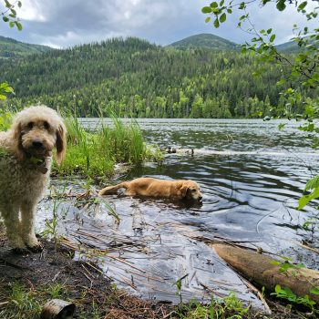 Dog days of summer.