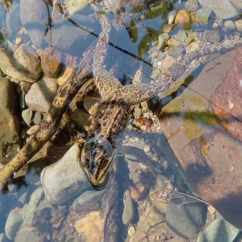 Columbia Spotted Frog