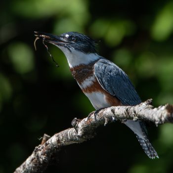 The food chain: a leech feeds on a tadpole, then the tadpole is caught by a Kingfisher and eaten with the leech.