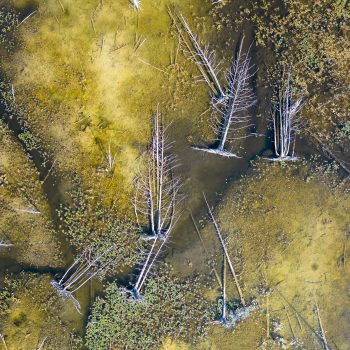 Wetlands are the lungs of freshwater ecosystems, and often contain submerged trees depending on the water level. After strong winds, it's not uncommon for some to fall over. This image was taken by dr ...