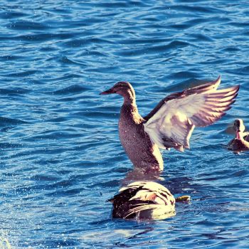 The serene waters of Ontario Lake. The warm summer sun beats down upon the surface, creating a gentle ripple effect on the otherwise glassy surface. Suddenly, a flash of brown and white feathers break ...