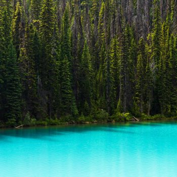 Emerald Lake shoreline and pine forest, lake meets forest.

Fresh, welcoming color palette.