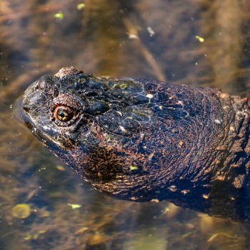 Snapping Turtles can live for up to 70 years and grow to over a foot long. I saw this one on the boardwalk at the Queen's University Biological Station. With a sharp beak and flexible, agile neck, the ...