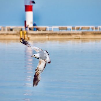 A connection to the wild: In this fleeting moment, a bird becomes one with the elements, its spirit soaring in harmony with Lake Erie's rhythm. Port Dover, a witness to this extraordinary spectacle, a ...