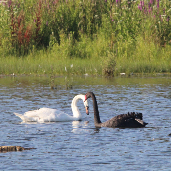 A black and white swan interreacting on Georgian Bay in July 2024.