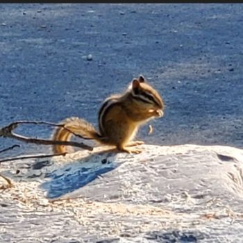 The Jimsmith Lake Greeter!