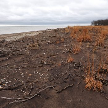 Lake Erie Shoreline beside the grasslands off of the South Point East Trail. In late fall the grasses turn a bright rusty orange. The sand, heavy with iron deposits on this stretch of beach are dark r ...