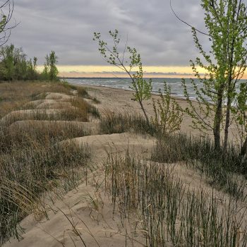 Lake Erie shoreline at the First Beach Access swimming area, in Rondeau Provincial Park, looking East through the grasslands, and taken in September, 2023 in the early morning.