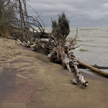 Lake Erie Shoreline on the beach access from the South Point Trail West, where the blowdowns from the edge of the oak savannah litter the beach. Taken in November, 2023 during a storm.