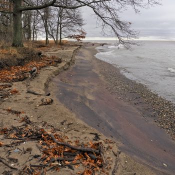 Lake Erie Shoreline, Rondeau Provincial Park, off of the South Point East Trail, looking east from the black oak savannah to the grasslands. Photo taken in April, 2024.