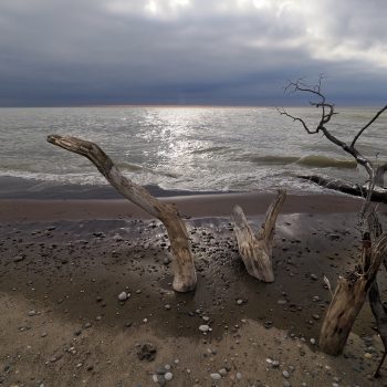 Driftwood embedded in sand at dawn beside the black oak savannah on the South Point Trail East in Rondeau Provincial Park. Photo taken in January, 2024.