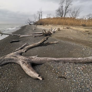 Lake Erie Shoreline in Rondeau Provincial Park, South Point Trail West near the end of the Point, beside the marshlands.