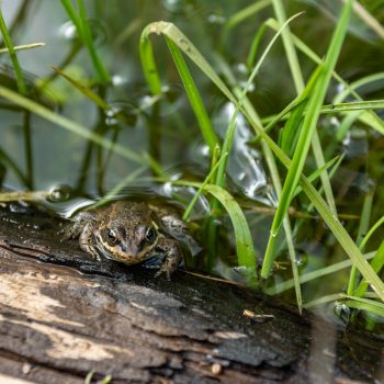 A Columbia spotted frog (Rana luteiventris) was spotted at the Cambridge Creek and Violin Lake Ecosystem Restoration Project near Trail, BC, where four dams that no longer served the City of Trail wer ...