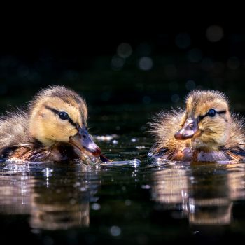 Two cute ducklings on a lake.