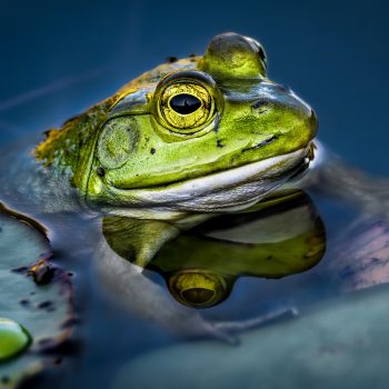 Close-up of a Pacific Tree Frog.