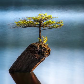 Bonsai tree on Fairy Lake.