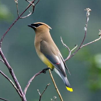 Cedar Waxwing enjoying the Vaseux Lake Migratory Bird Santuary.