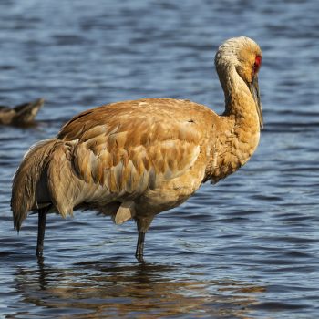 Sandhill Crane wading in Burnaby Lake. June 2024.