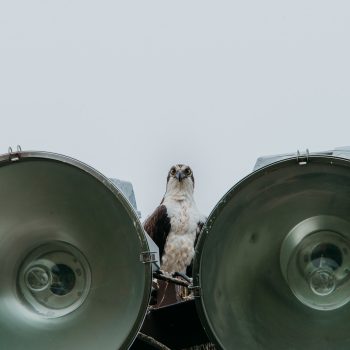 Osprey watching over the nest.